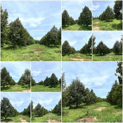 ไร่สวน 35999997 จันทบุรี ท่าใหม่ รำพัน
