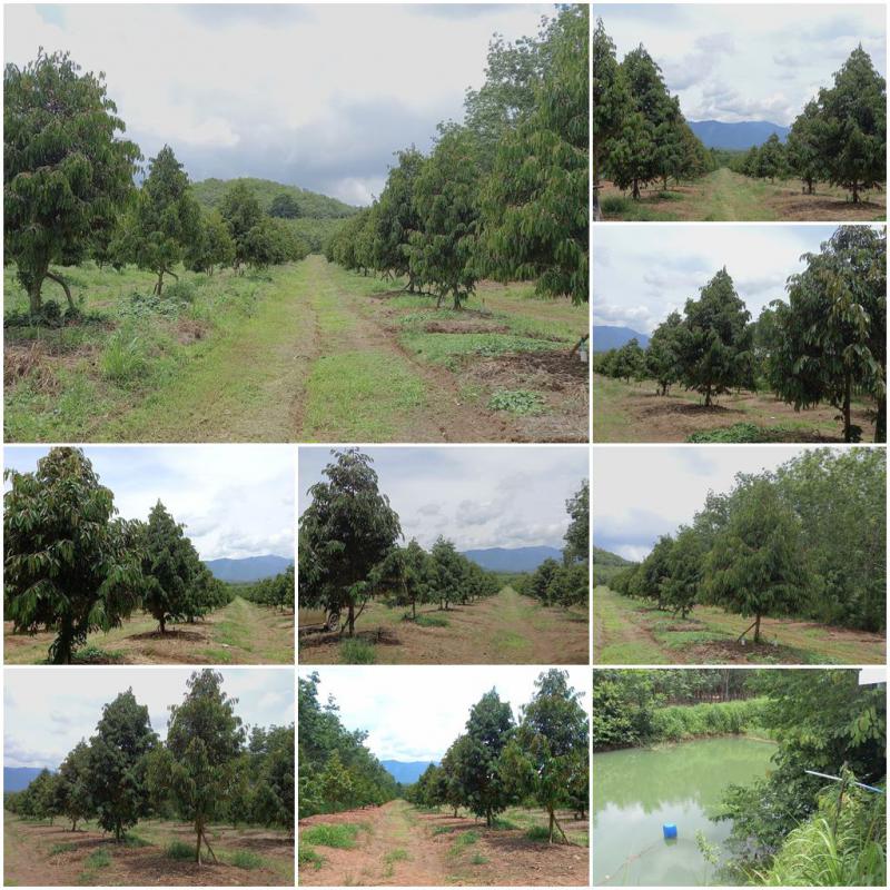 ไร่สวน 7054999 จันทบุรี แก่งหางแมว เขาวงกต