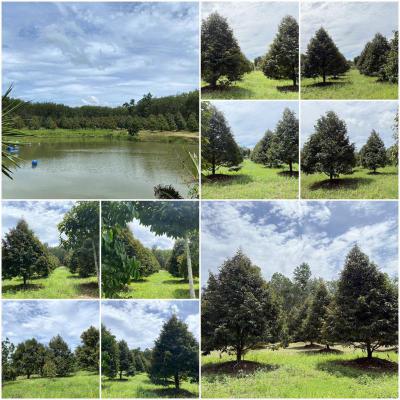 ไร่สวน 16750000 จันทบุรี แก่งหางแมว เขาวงกต
