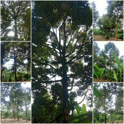 ไร่สวน 3000000 จันทบุรี กิ่งอำเภอเขาคิชฌกูฏ คลองพลู