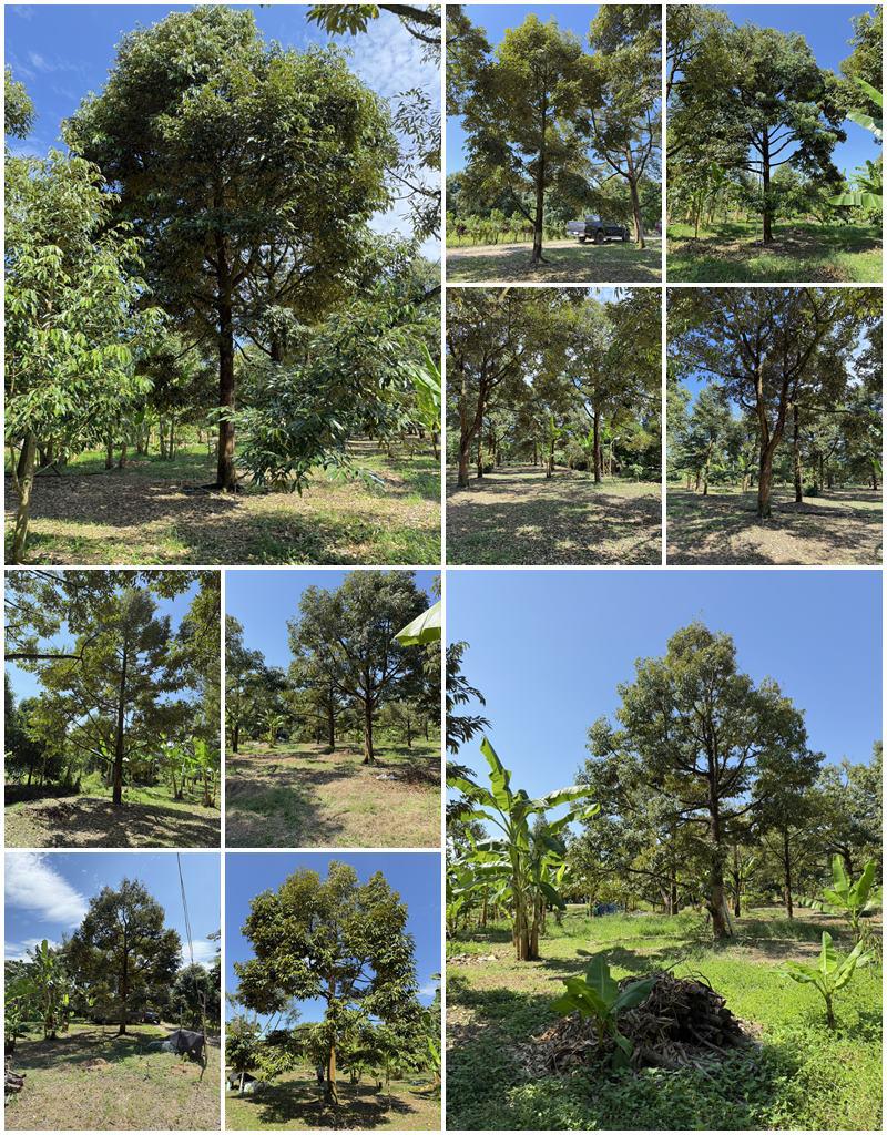 ไร่สวน 3000000 จันทบุรี กิ่งอำเภอเขาคิชฌกูฏ คลองพลู